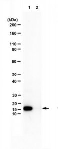 Anti-Enterobacterio Phage MS2 Coat Protein 