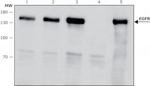 Anti-Epidermal Growth Factor (EGF) Receptor antibody, Mouse monoclonal 