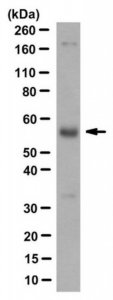 Anti-EPO-R Antibody, clone BCO-3H2 