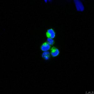 Anti-EPO-R Antibody, clone VP-2E8 