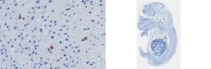 Anti-ErbB4 Antibody, clone mAB10 