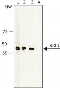 Anti-eRF1 antibody produced in rabbit 