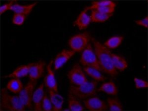 Anti-eRF3a/GSPT1 antibody produced in rabbit 