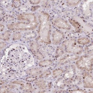 Anti-ERG antibody produced in rabbit 
