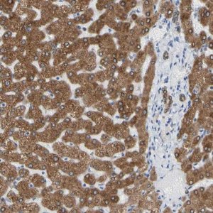 Anti-ERLIN1 antibody produced in rabbit 