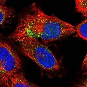 Anti-EXOC2 antibody produced in rabbit 
