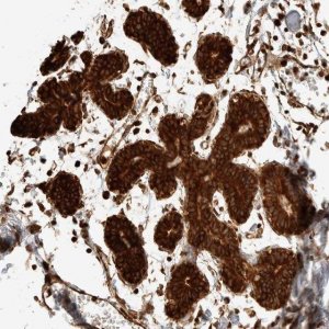 Anti-EXOC7 antibody produced in rabbit 
