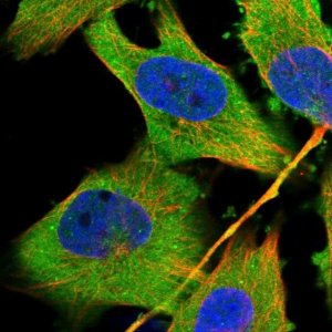 Anti-EXOC7 antibody produced in rabbit 