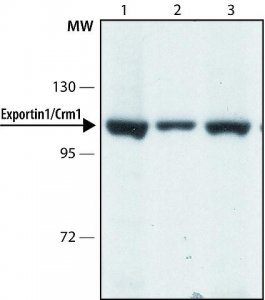 Anti-Exportin 1/Crm1 (C-terminal) antibody produced in rabbit 