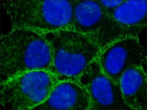 Anti-Ezrin antibody, Mouse monoclonal 