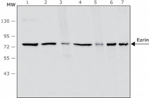 Anti-Ezrin antibody, Mouse monoclonal 