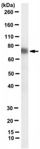 Anti-Factor XII Antibody, clone 15H8 