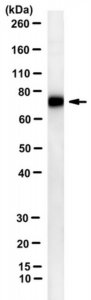 Anti-Factor XII Antibody, clone 9A2 