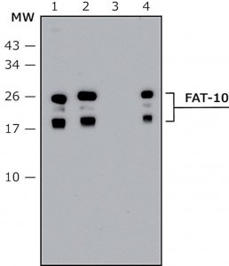 Anti-FAT10 (human specific) antibody produced in rabbit 