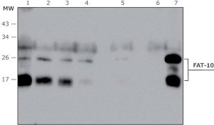 Anti-FAT10 (human specific) antibody produced in rabbit 
