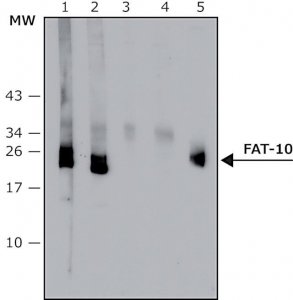 Anti-FAT10 (human specific) antibody, Mouse monoclonal 
