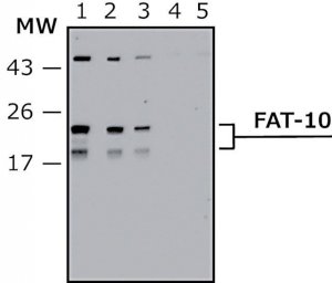 Anti-FAT10 (human specific) antibody, Mouse monoclonal 