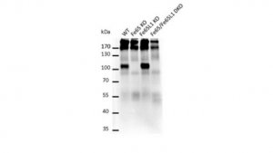 Anti-FE65 Antibody, clone 3H6 