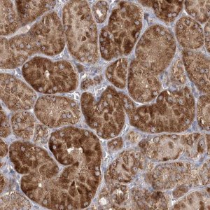 Anti-FEZ2 antibody produced in rabbit 