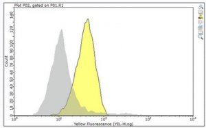 Anti-FGFR-4 Antibody, clone 29.2 