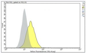 Anti-FGFR-4 Antibody, clone 29.2 