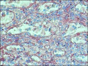 Anti-FHOD1 antibody produced in rabbit 