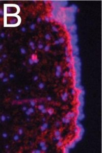 Anti-Fibronectin Antibody 