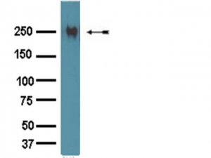 Anti-Fibronectin Antibody 