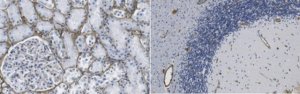 Anti-Fibronectin Antibody, cell binding domain Antibody, clone P1H11 