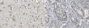 Anti-FMR1polyG Antibody, clone 8FM-2F7 