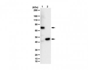 Anti-FtsZ (GTPase) 