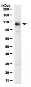 Anti-Furin Antibody, clone 16B1.1 