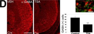 Anti-GABA antibody produced in rabbit 