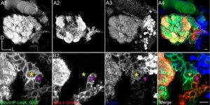 Anti-GABA antibody produced in rabbit 