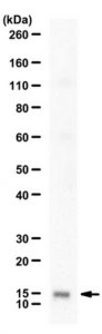 Anti-GABARAPL2 