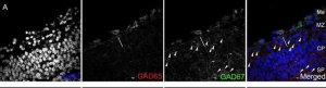Anti-GAD67 Antibody, clone 1G10.2 
