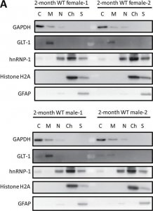 Anti-GAPDH Antibody 