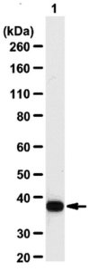 Anti-GAPDH Antibody 