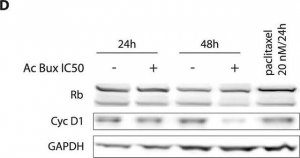 Anti-GAPDH antibody, Mouse monoclonal 