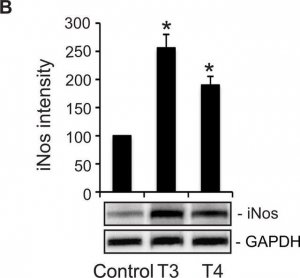 Anti-GAPDH antibody, Mouse monoclonal 