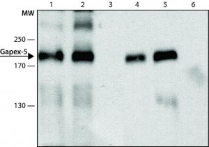 Anti-Gapex-5 (N-terminal) antibody produced in rabbit 