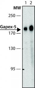 Anti-Gapex-5 (N-terminal) antibody produced in rabbit 