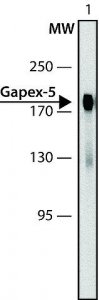 Anti-Gapex-5 antibody produced in rabbit 