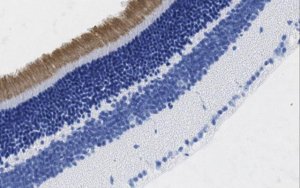 Anti-GARP Antibody, clone 4B1 