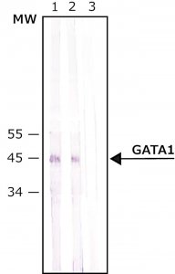 Anti-GATA1 antibody produced in rabbit 