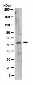Anti-GATA2 Antibody, clone 3C10.1 