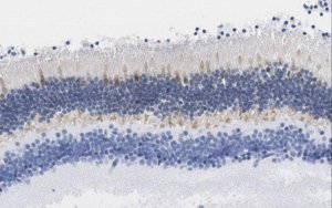 Anti-GCAP1 Antibody, clone 6B12 