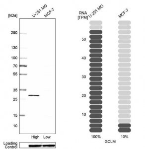 Anti-GCLM antibody produced in rabbit 