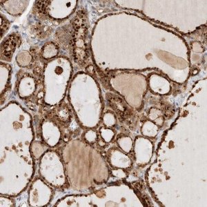Anti-GCLM antibody produced in rabbit 