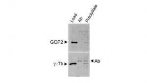 Anti-GCP2 Antibody, clone GCP2-02 